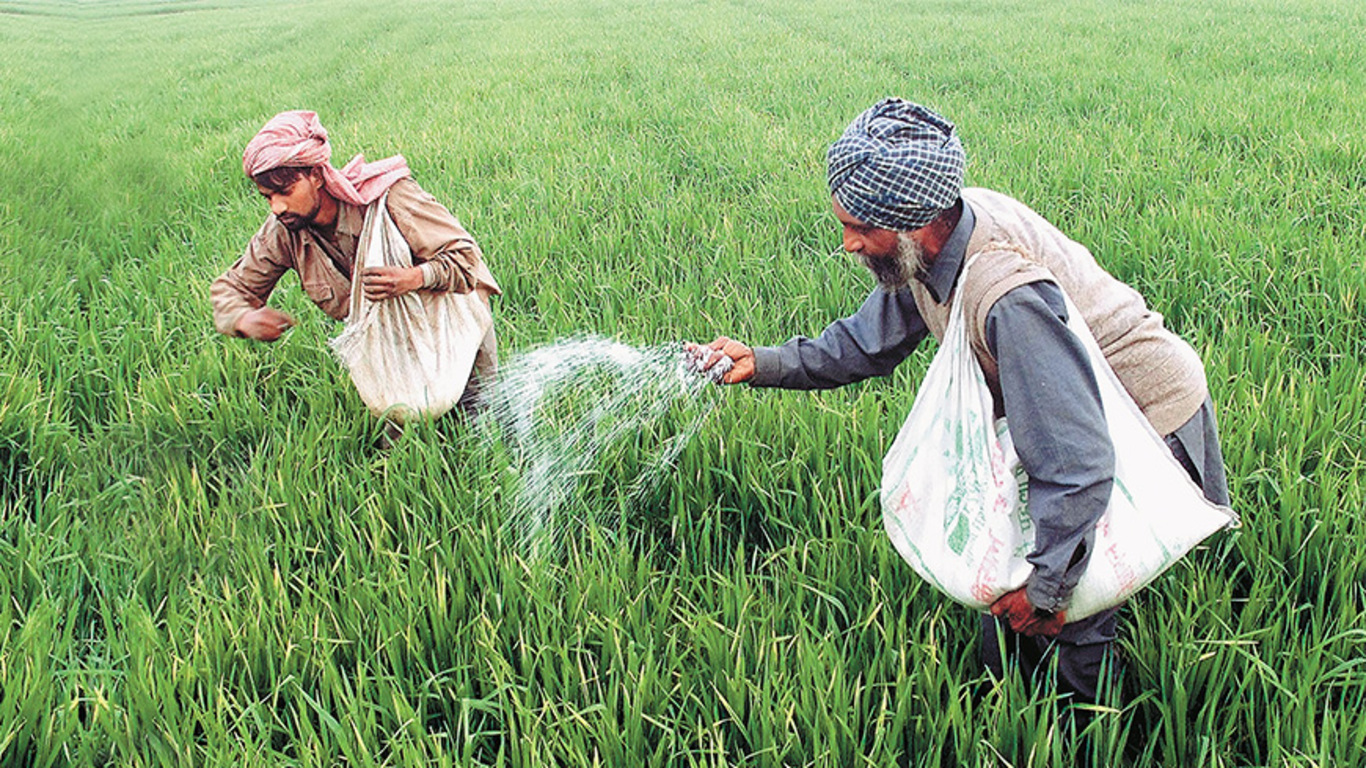 In northern india they harvest their wheat. Зеленая революция в Индии. Зеленая революция в Индии 1960. Индия удобрения. Зеленая революция в сельском хозяйстве.